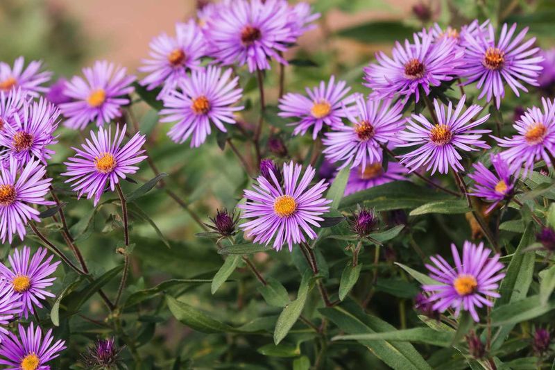 Pick New England Aster For Clay Soil Color After Spring Fades
