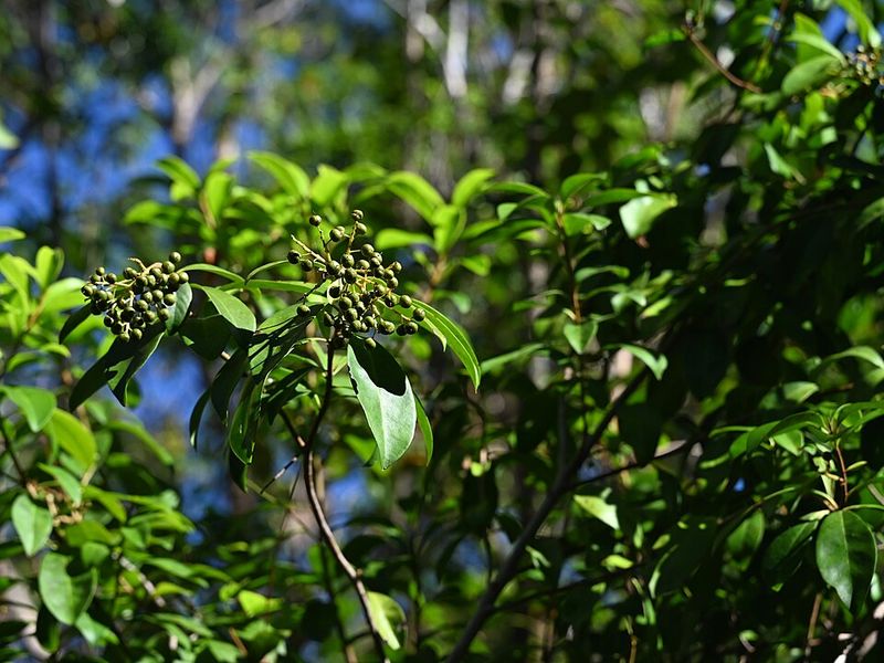 Add Marlberry For South Florida Shade And Screening
