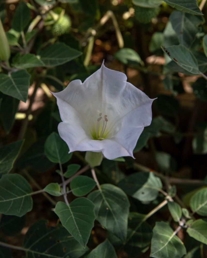 Datura Blooms At Night And Handles Heat Well