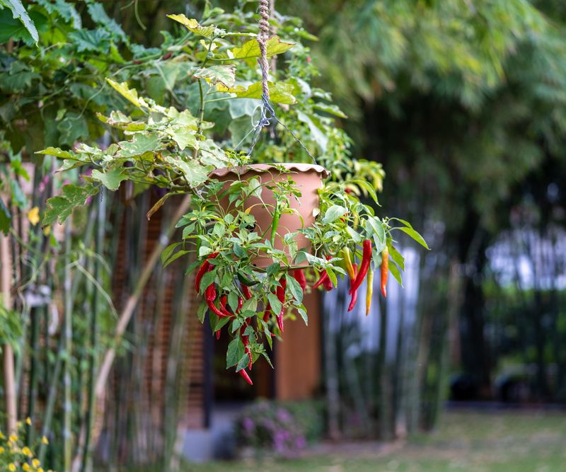 Grow Compact Peppers With Bite And Color