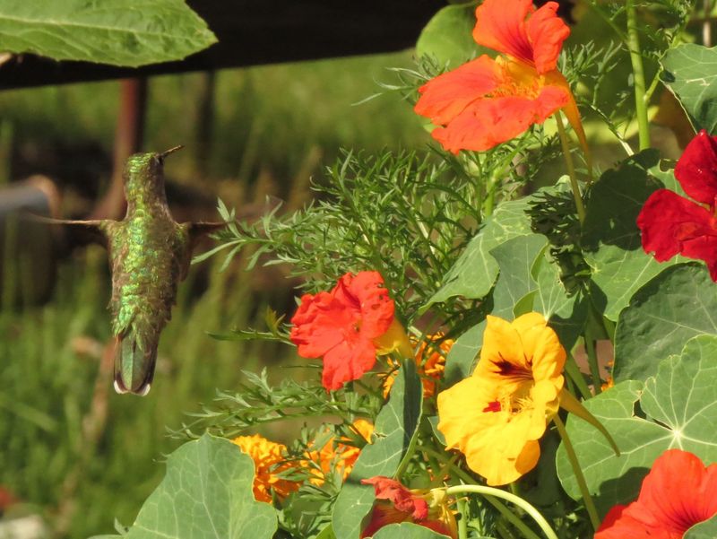 Add Nasturtiums For Fast Container Nectar