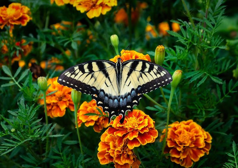 Plant Marigolds For Easy Sunny Color