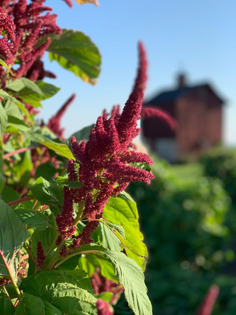 Try Amaranth When Summer Heat Runs The Garden