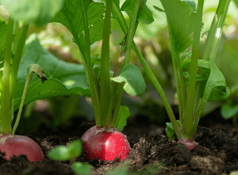 Sow Radishes For A Fast Crop Before Vines Spread
