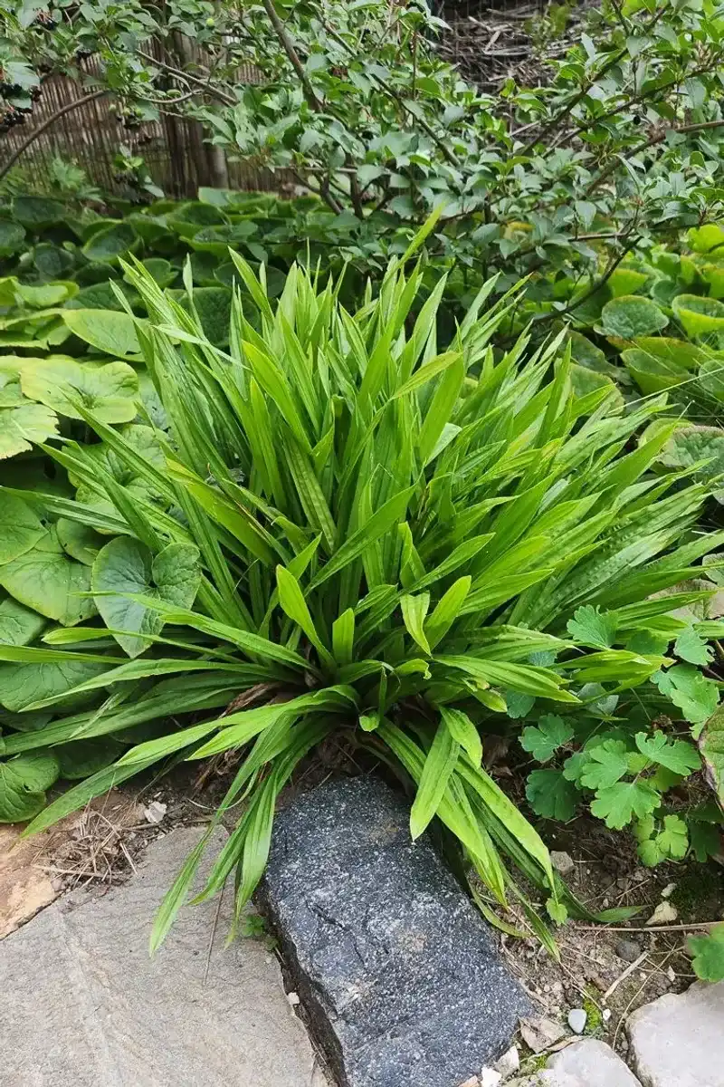 Use Plantain Leaf Sedge For Bold Shade Coverage