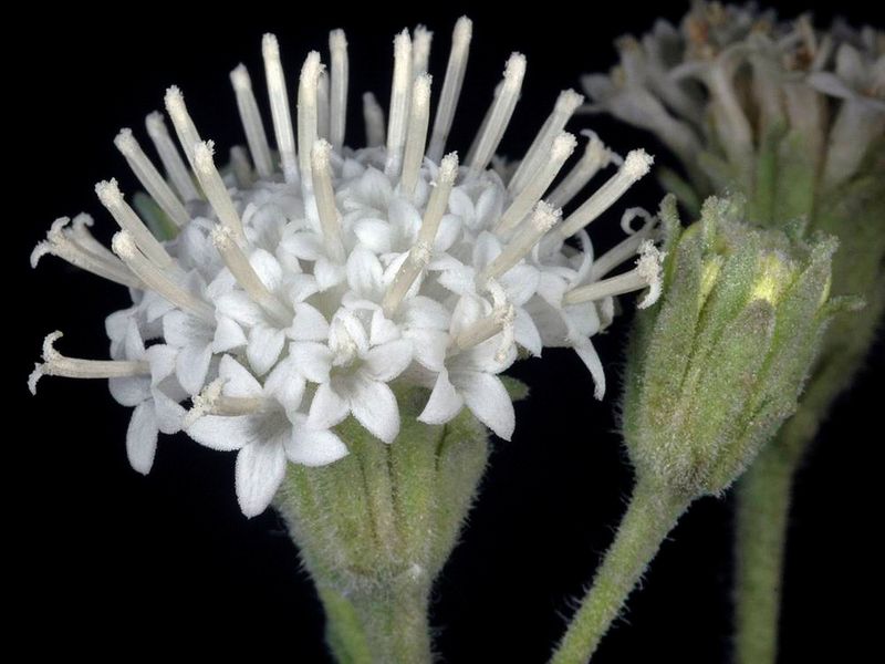 Douglas' Dustymaiden Adds Pollinator Value In Dry Gardens