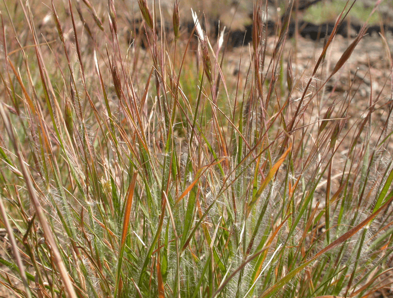 Poverty Oat Grass