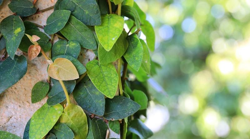 English Ivy Wilting Faster Than Expected