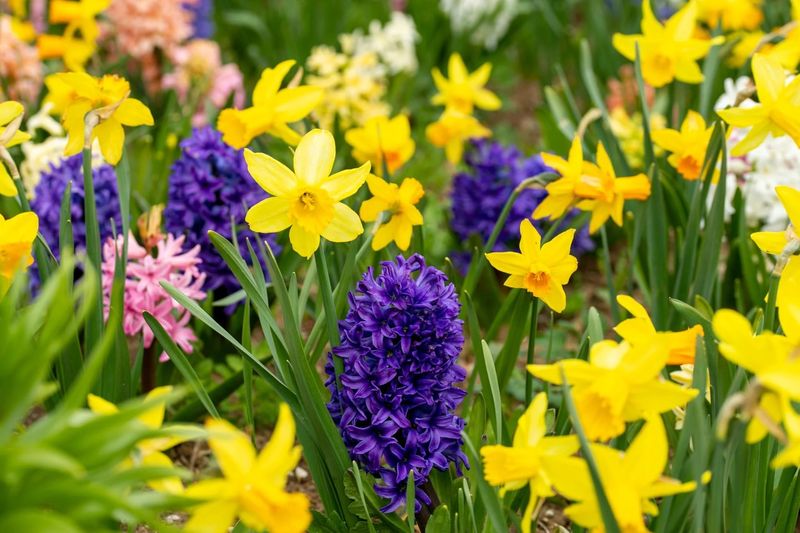 Daffodils And Hyacinths Bloom Together In Layers