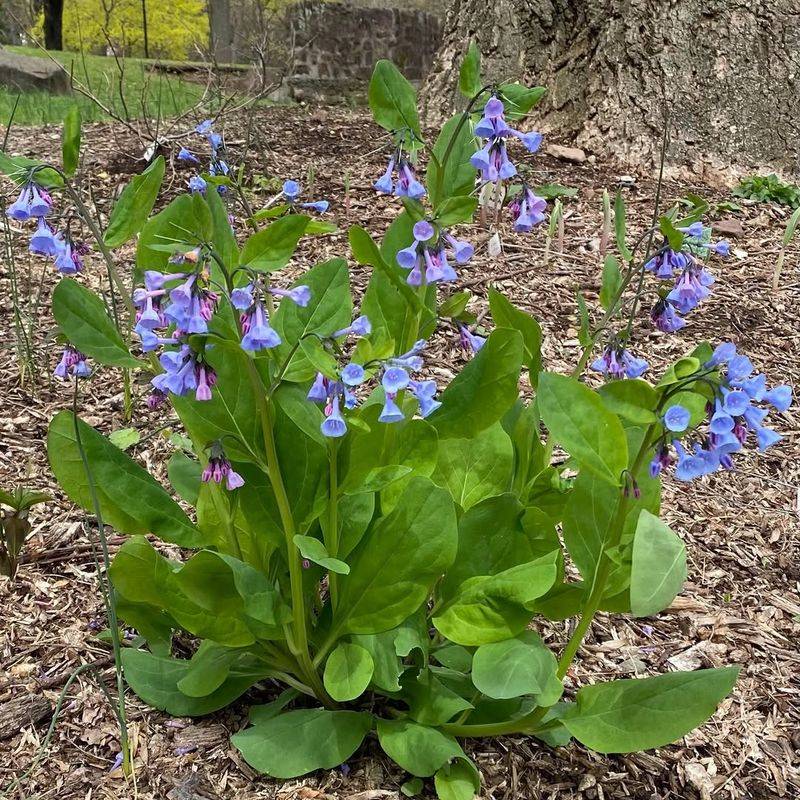 Virginia Bluebells And Wild Columbine