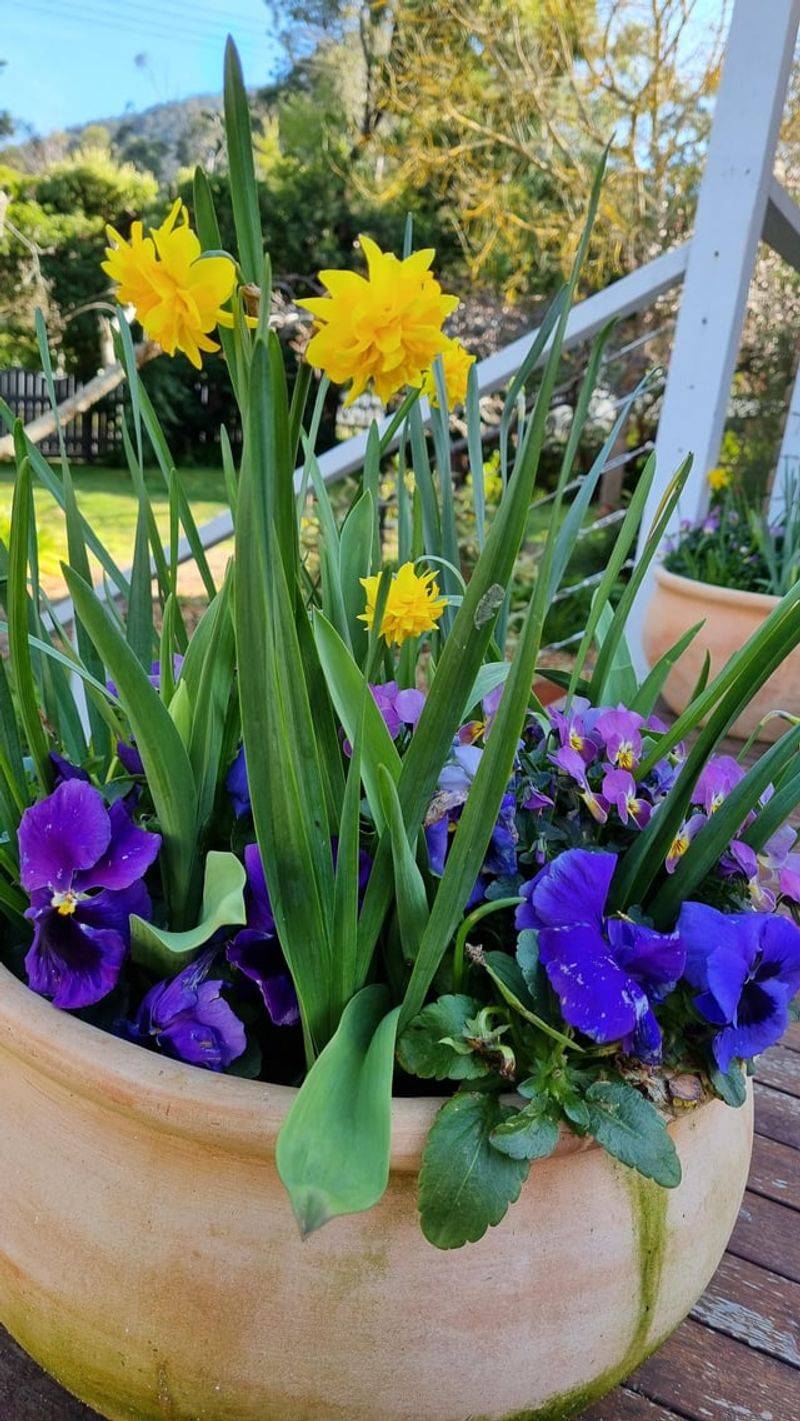 Daffodils And Pansies Brighten Pots In A Flash