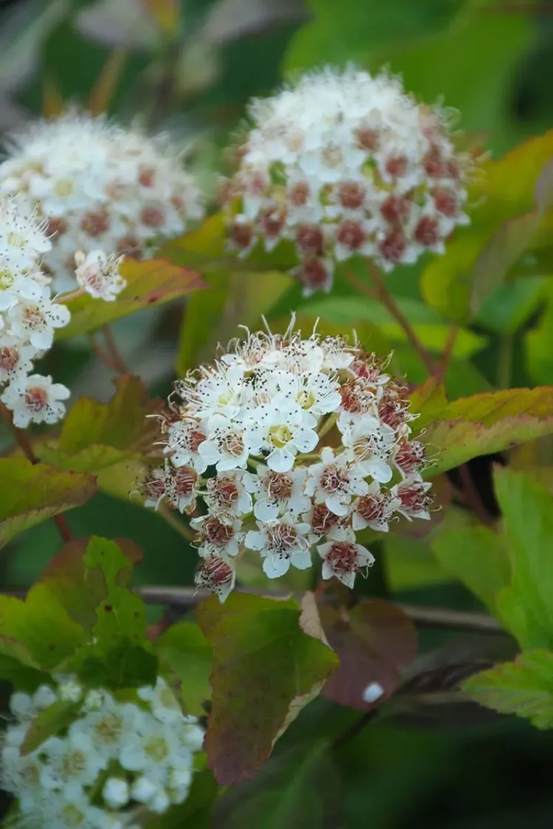 Ninebark Adds Dense Growth To Lower Windbreak Layers