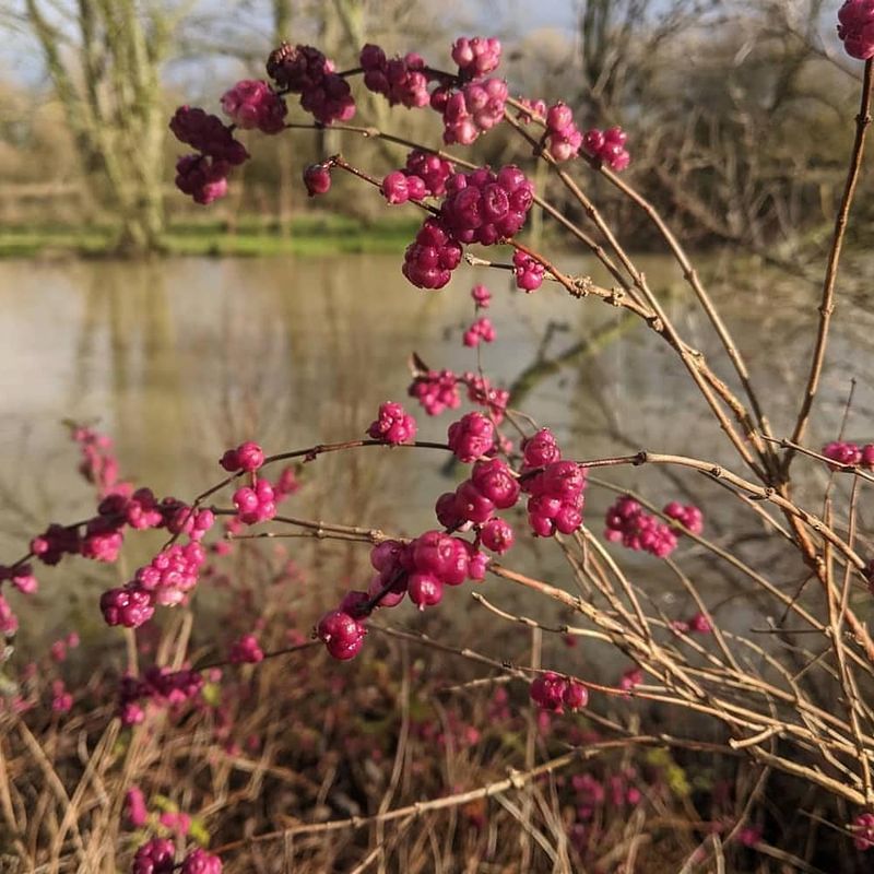 Coralberry (Symphoricarpos Orbiculatus)