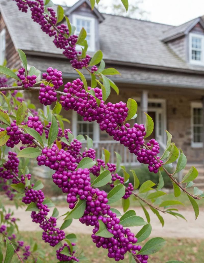 American Beautyberry Stands Out Fast