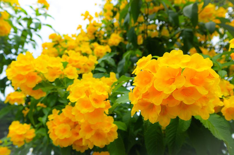 Esperanza / Yellow Bells (Tecoma Stans)