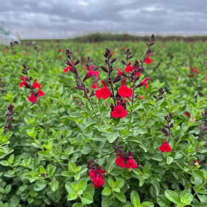 Autumn Sage (Salvia Greggii)