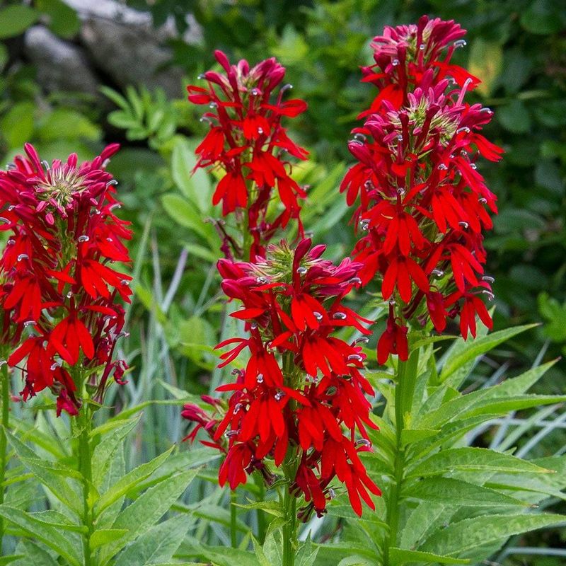 Cardinal Flower