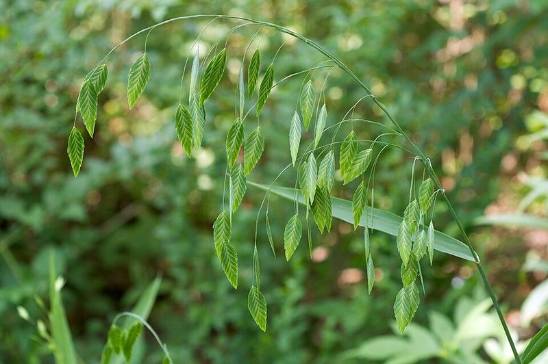 Inland Sea Oats Adds Shelter In Low Light Areas