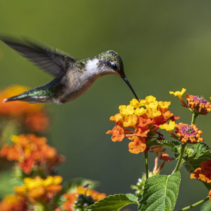 Native Lantana Offers Late Season Berries
