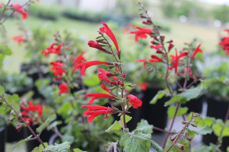 Cedar Sage Lighting Up Shady Corners