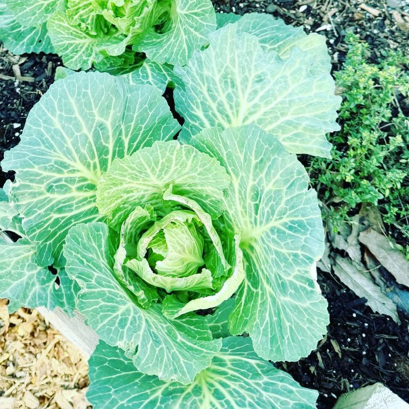 Cabbage