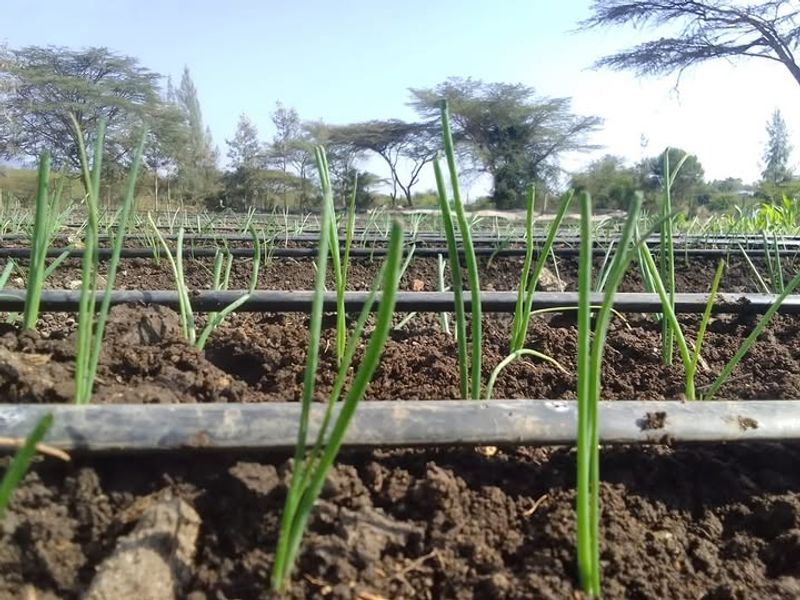 Green Onions / Scallions (Allium Fistulosum)