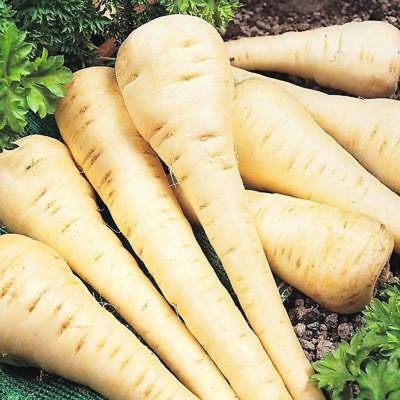 Parsnips (Pastinaca sativa)