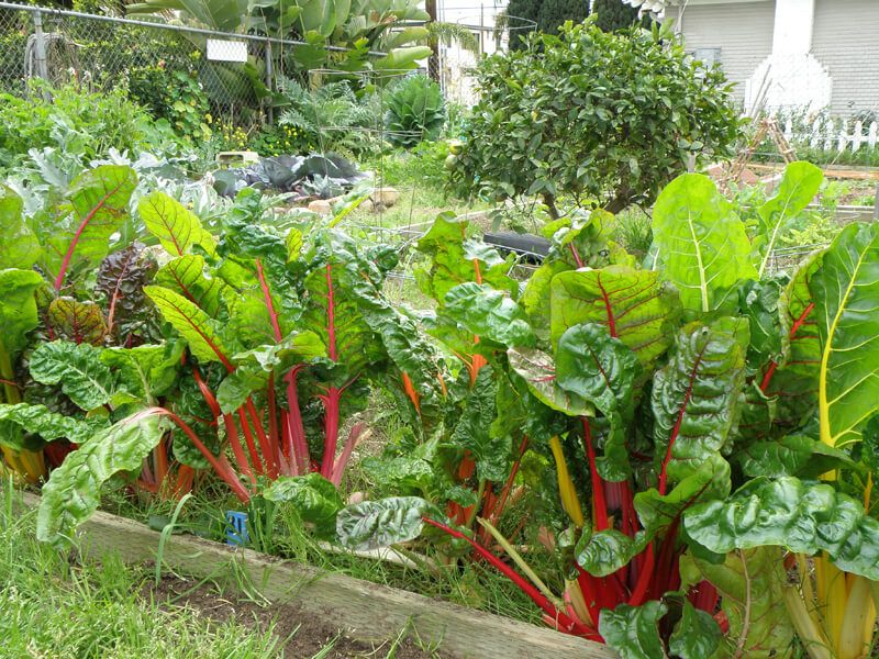 Swiss Chard Keeps Growing As Temperatures Fluctuate