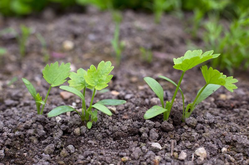 Parsnips Need Space To Develop Strong Roots