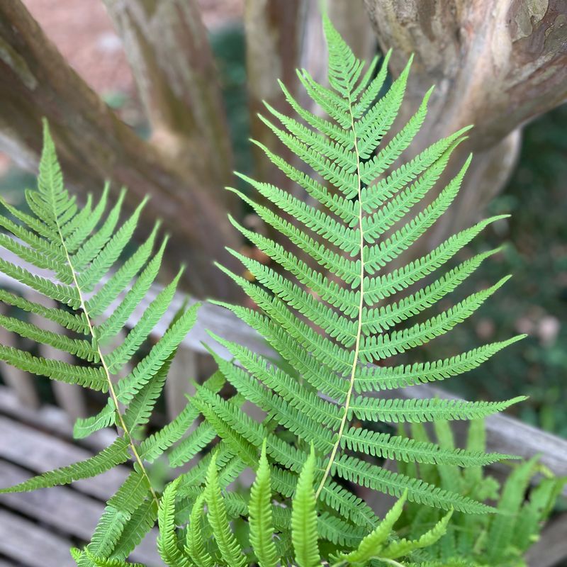 Southern Shield Fern Filling Beds With Lush Texture