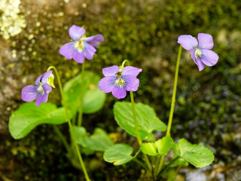 Florida Violet Fills Gaps With Low Effort Color