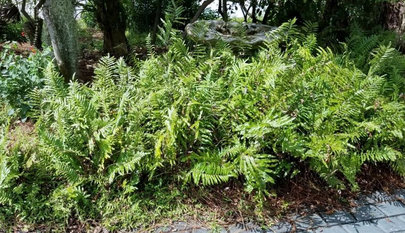 Swamp Fern Helps Replace Thin Grass In Moist Shady Spots