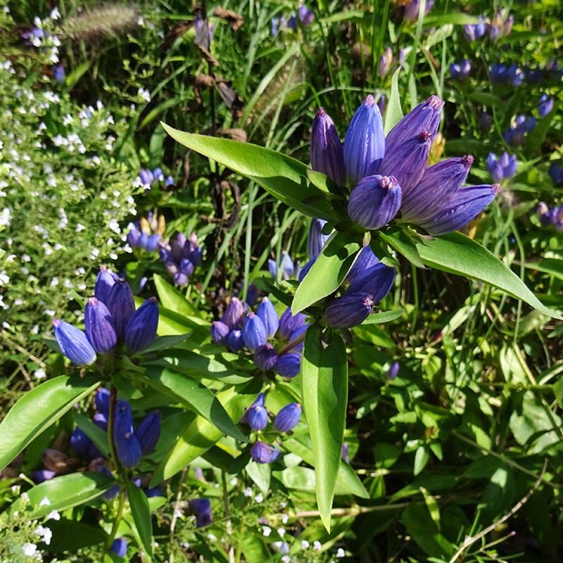 Closed Bottle Gentian (Gentiana Andrewsii)