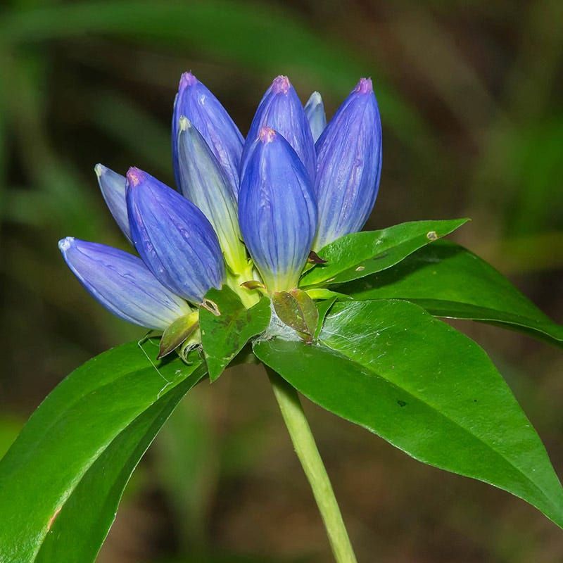 Closed Bottle Gentian