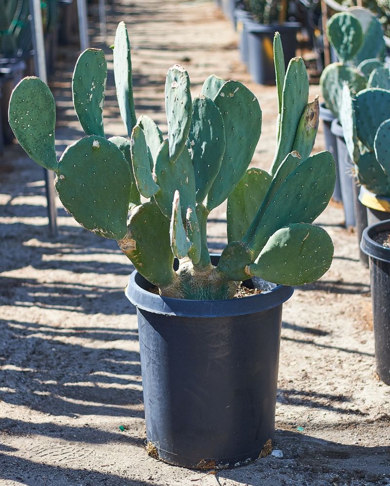 Spineless Prickly Pear (Opuntia Ellisiana)