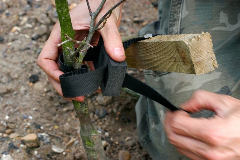 Flexible Ties Hold The Trunk Without Causing Damage