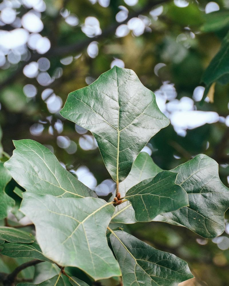 Blackjack Oak Handling Dry, Poor Soils With Ease