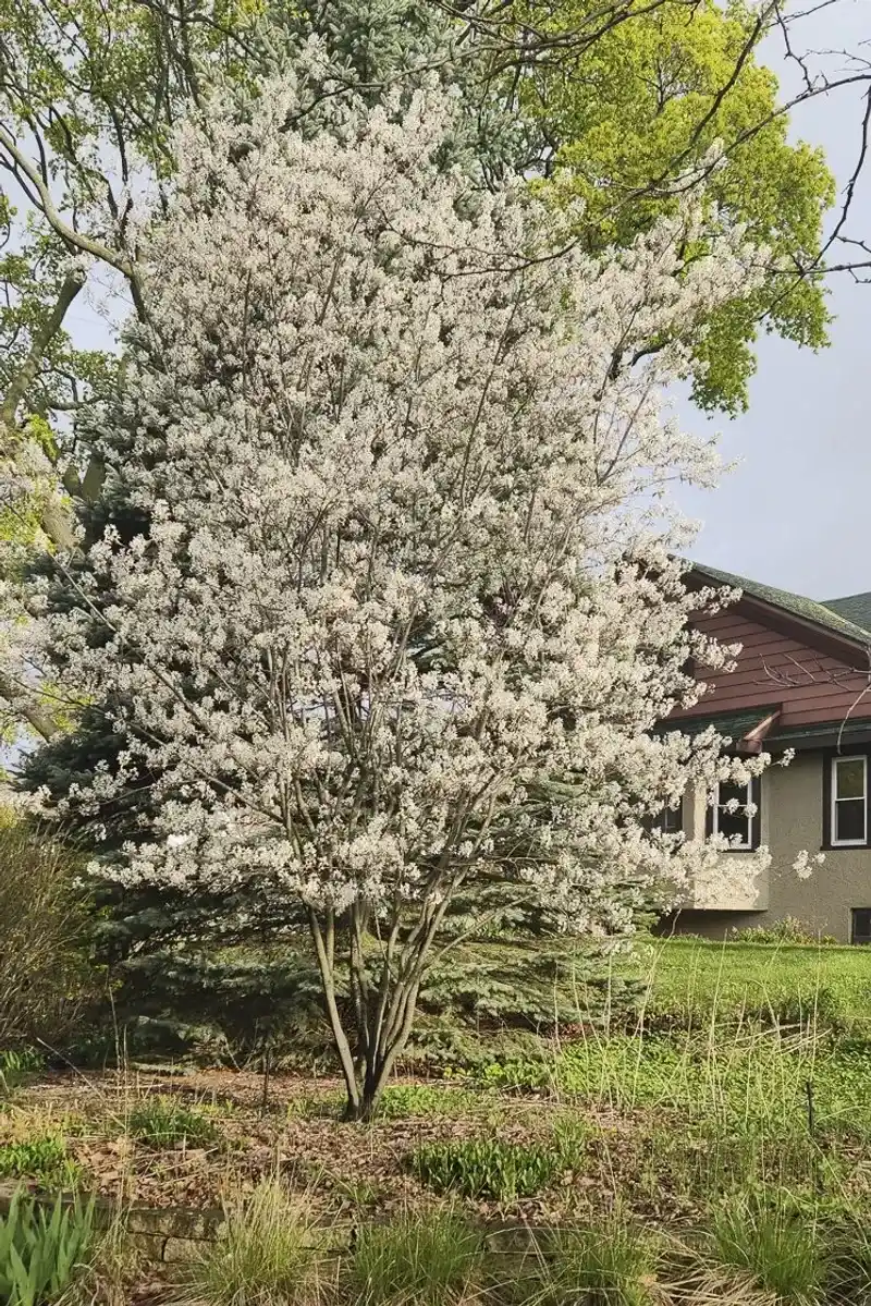 Allegheny Serviceberry 
