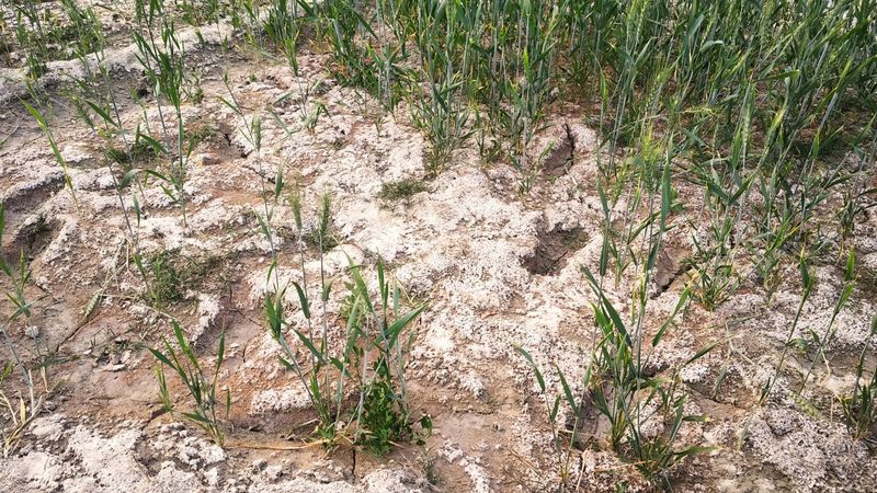 High-Salt Fertilizers Make Sandy Soil Even Harsher