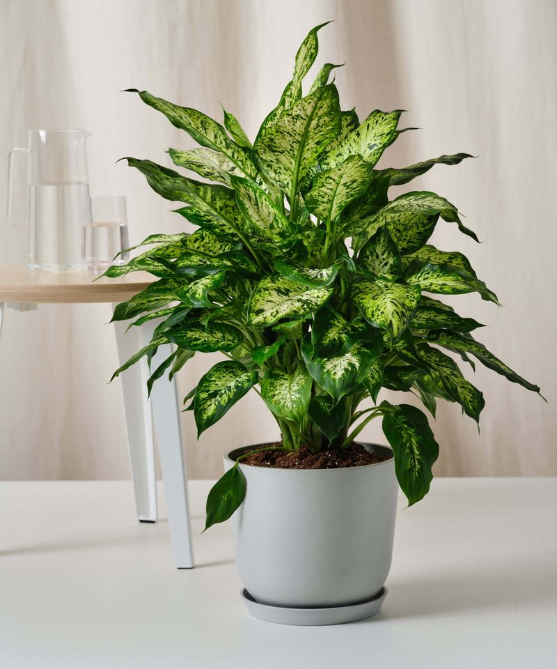 Low Humidity Indoors