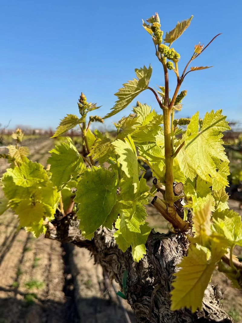 Delayed Growth After Frost Sets In