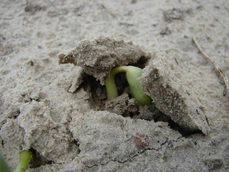 Soil Crusting Can Prevent Seedlings From Breaking Through