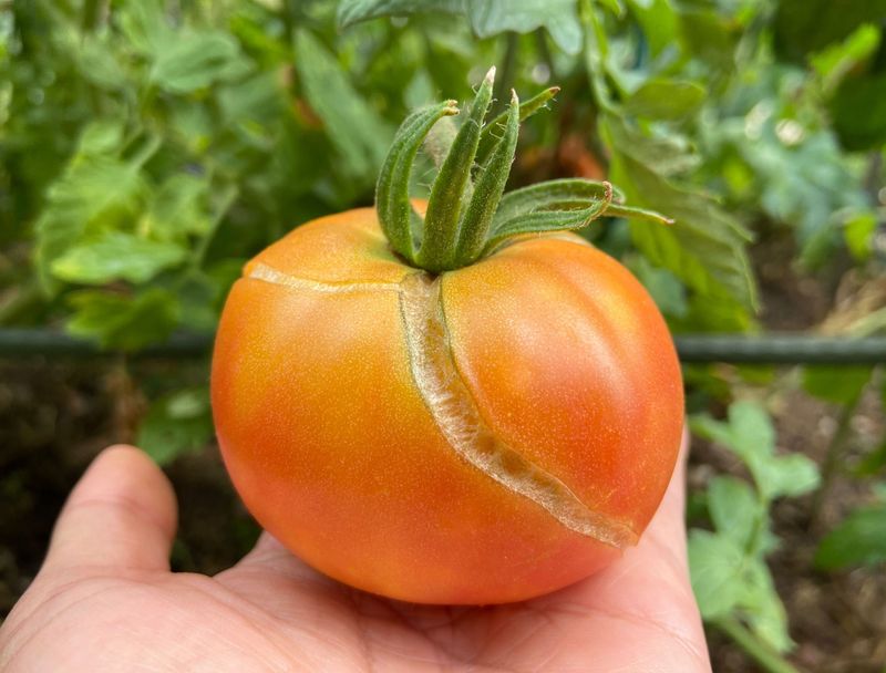 Heavy Rain After Dry Weather Can Burst Ripening Fruit