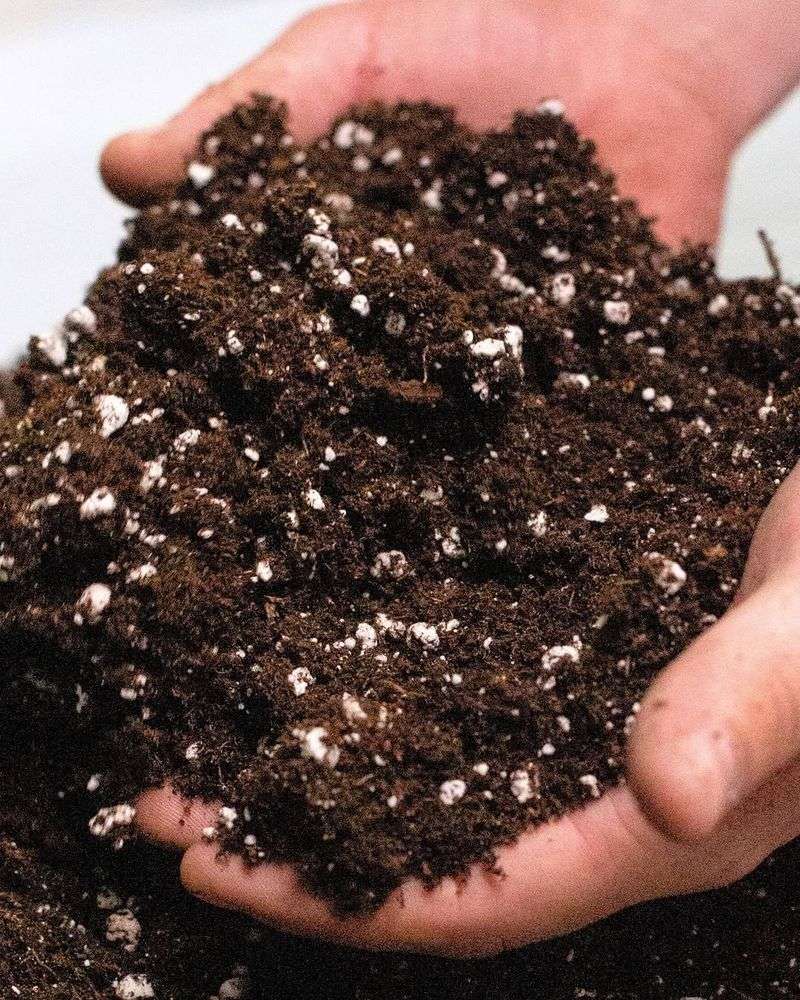 Peat Moss As The Main Fix
