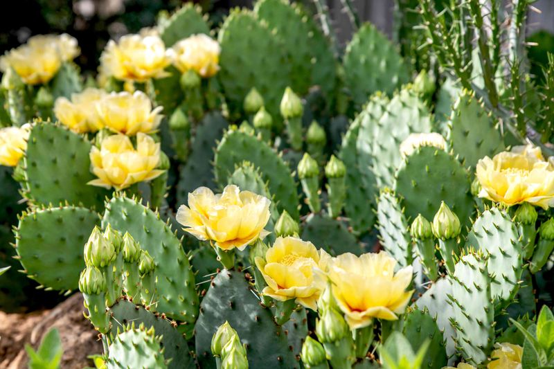 Eastern Prickly Pear Thrives Outdoors In Georgia Conditions