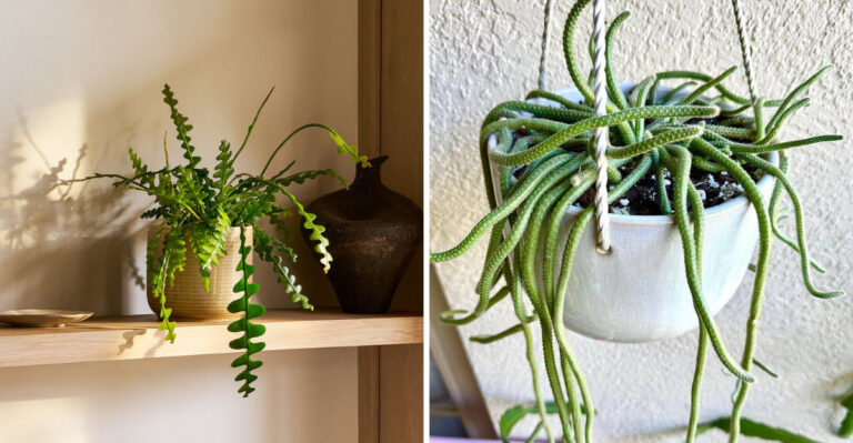 Unique Cactus Plants That Grow Well In Georgia Gardens And Containers