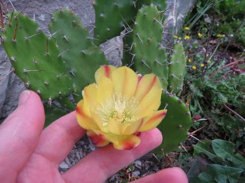 Eastern Prickly Pear Brings Tough Beauty Outdoors