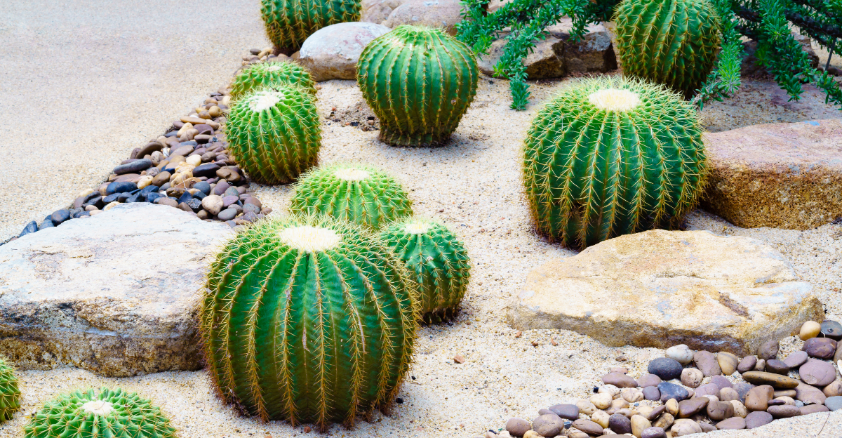 Unique Cactus Plants To Grow In North Carolina If You Love Cacti And Succulents