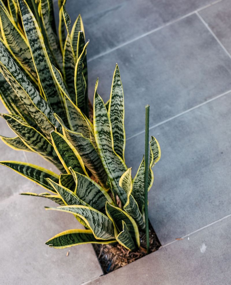 Snake Plant That Thrives On Neglect