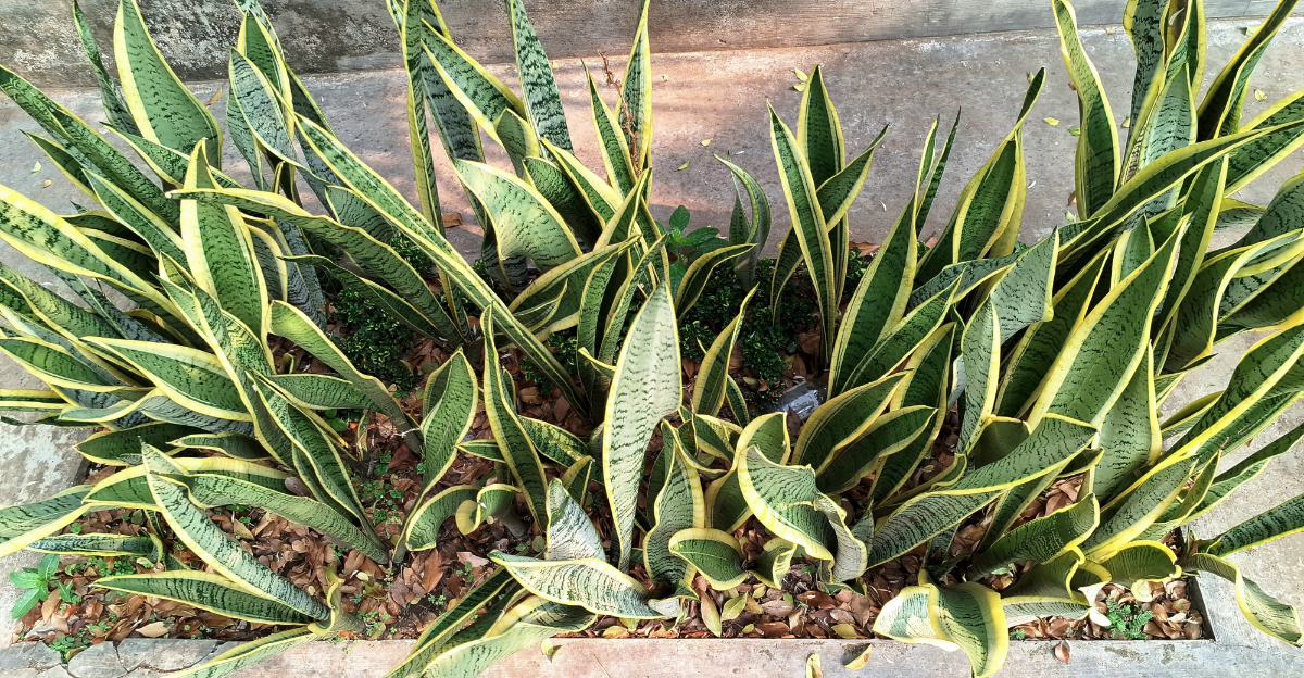 Unique Plants To Grow In Michigan If You Love Cacti And Succulents